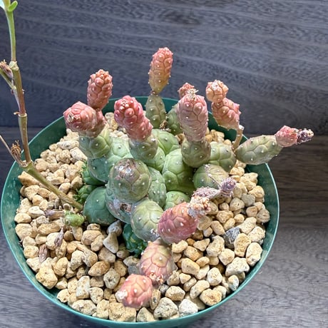 183、Euphorbia globosa