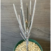29、Euphorbia arbuscula
