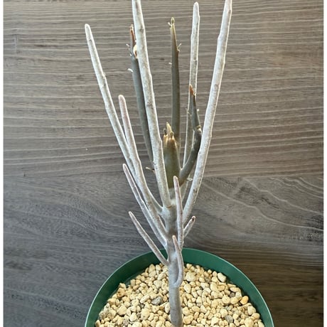 29、Euphorbia arbuscula