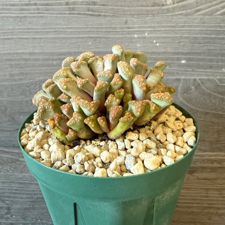 126、Titanopsis hugo-schlechteri