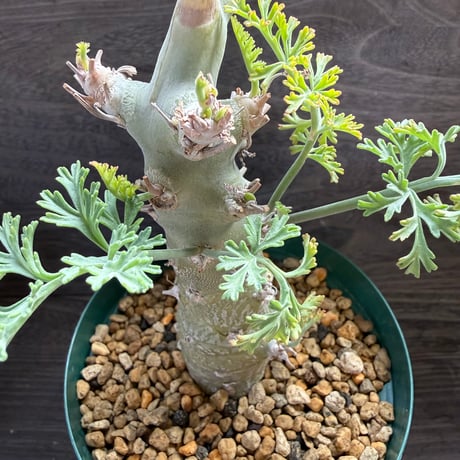 5、Pelargonium ceratophyllum