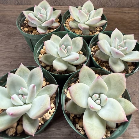 165、Echeveria ’CS-NO-01’ ’Super White’