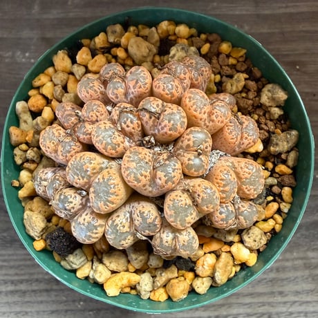 153、Conophytum pellucidum RCL 950/61 steyerkraal