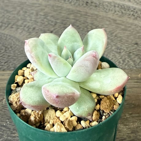 38、Echeveria ’CS-NO-01’ ’Super White’