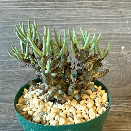 129、Tylecodon buchholzianus