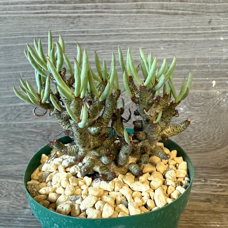 69058e8c3e22b3423fc0b794