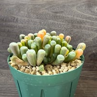 26、Fenestraria 五十鈴玉錦