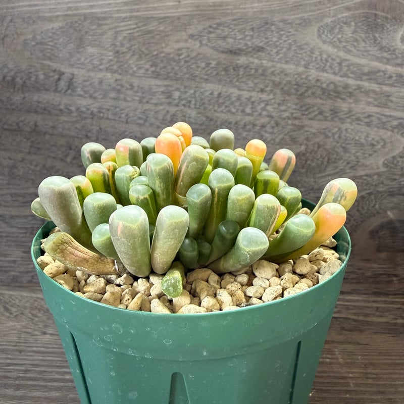 26、Fenestraria 五十鈴玉錦 | HORIKAWA NURSERY