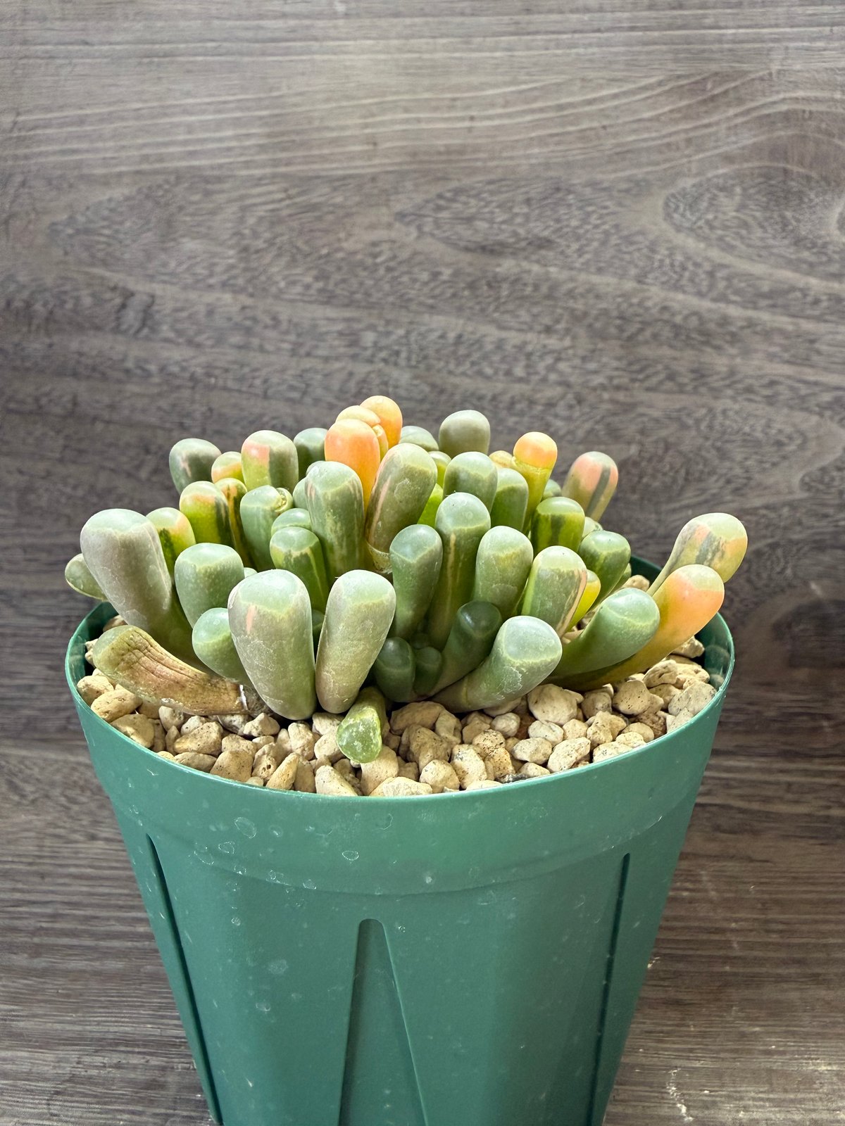 五十鈴錦　多肉植物 26、Fenestraria 五十鈴玉錦 | HORIKAWA NURSERY