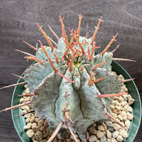 25、Euphorbia ’胴太マジョール’