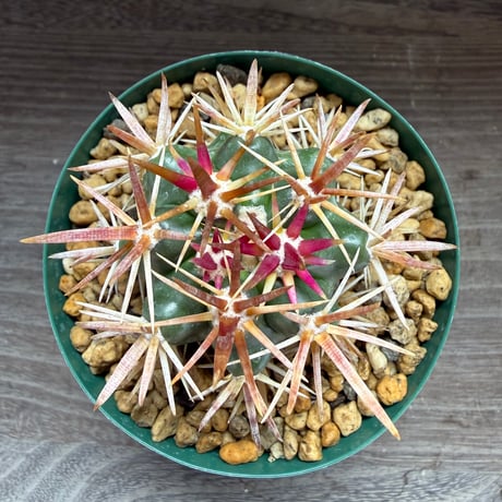 191、Ferocactus 紅裳竜