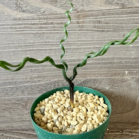 134、Albuca bruce-bayeri