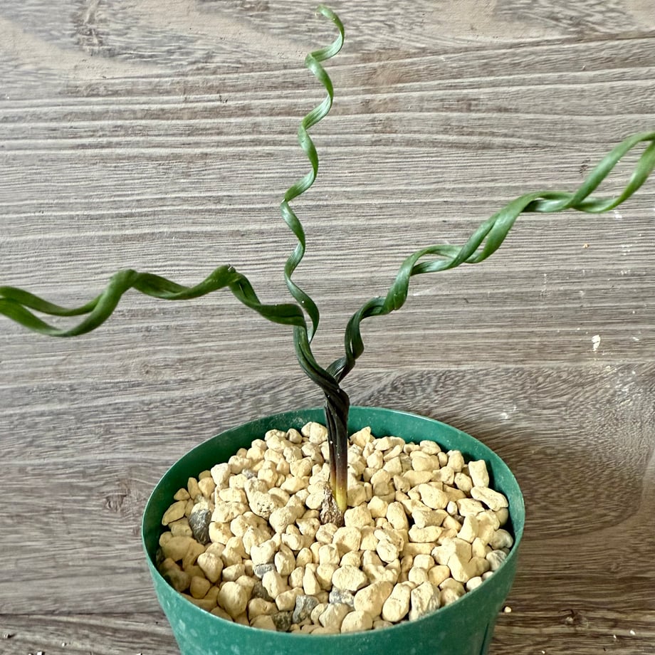 6905cbef3cea4ad1ff89ccca