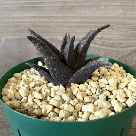 ITEM | HORIKAWA NURSERY