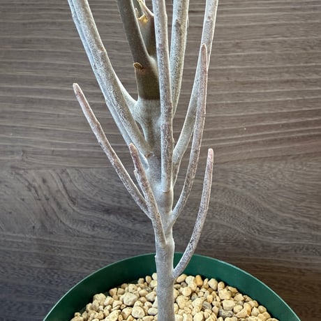 29、Euphorbia arbuscula