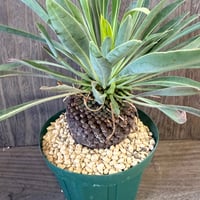 179、Euphorbia 鉄甲丸