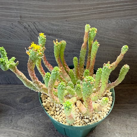 173、Euphorbia inermis