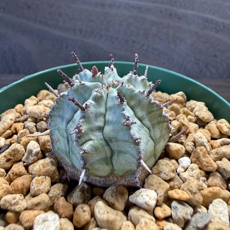 184、Euphorbia ‘ゲンコツホリダ‘