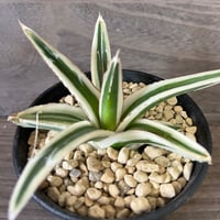 128、Agave ’氷山’