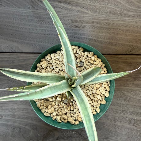 32、Agave utahensis ssp.Kaibabensis f.variegata