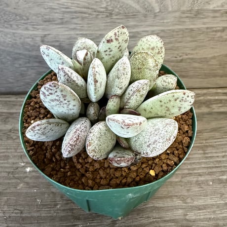 80、Adromischus liebenbergii