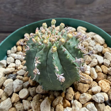 194、Euphorbia ’群星冠×オベサ’
