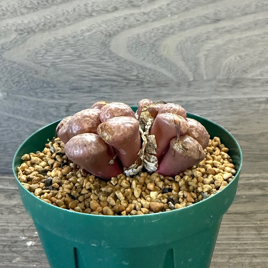 68e86da3941bd689b369dd7e