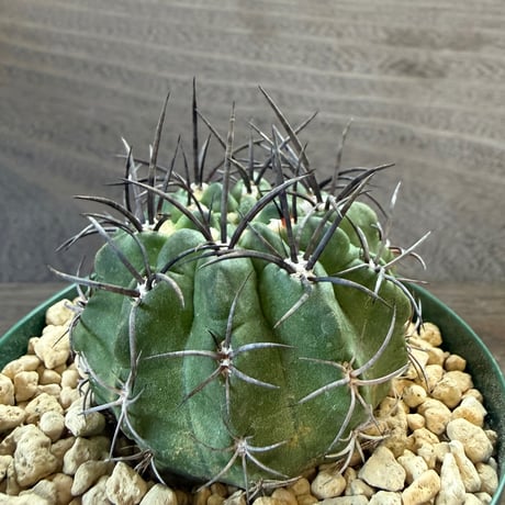 15、Neochilenia vexata