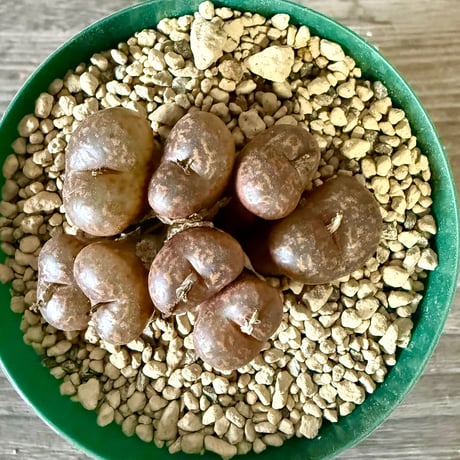 ITEM | HORIKAWA NURSERY