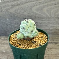 69、Ortegocactus macdougallii