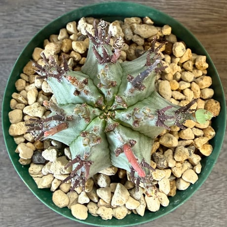 130、Euphorbia horrida