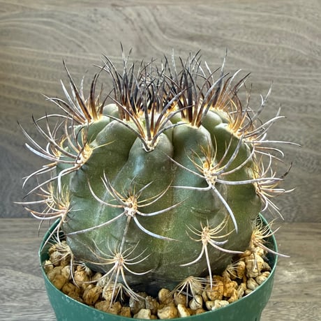 11、Eriosyce clavata kk62（実）