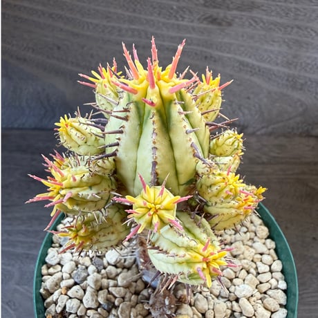 99、Euphorbia 紅彩閣錦
