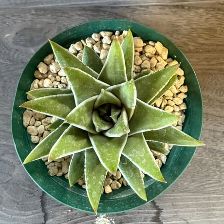 103、Haworthia marginata