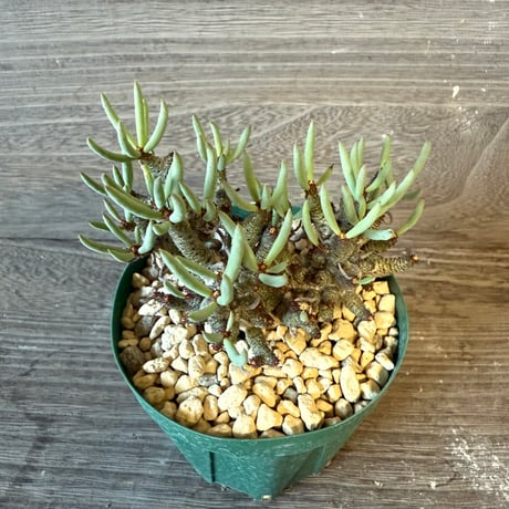 129、Tylecodon buchholzianus