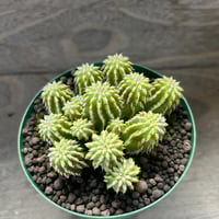 85、Euphorbia sepulta