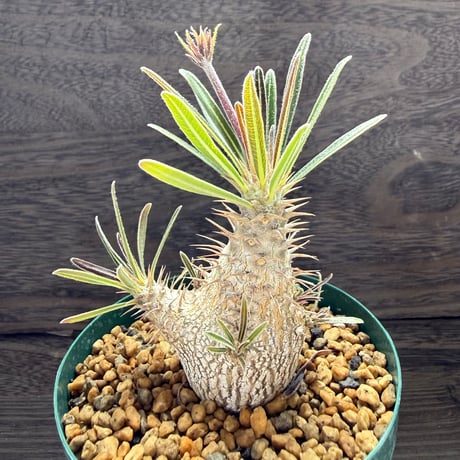 181、Pachypodium rosulatum var.gracilis