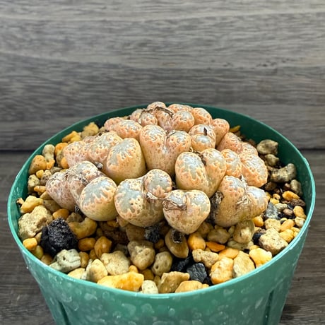 153、Conophytum pellucidum RCL 950/61 steyerkraal