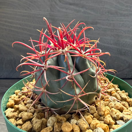 91、Ferocactus 神仙玉