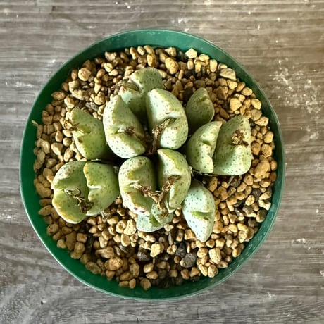 138、Conophytum ernianum