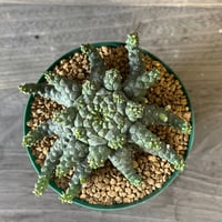 32、Euphorbia brevirama