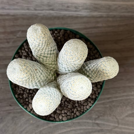170、Mammillaria 白鷲