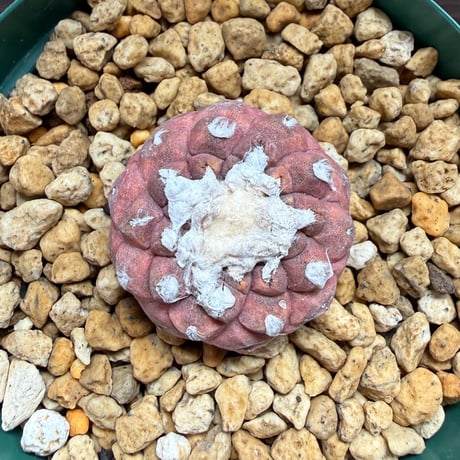 189、Copiapoa hypogaea cv.Lizard Skin