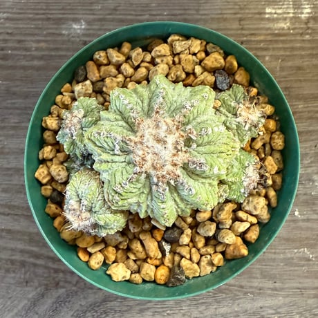 56、Aztekium 花籠