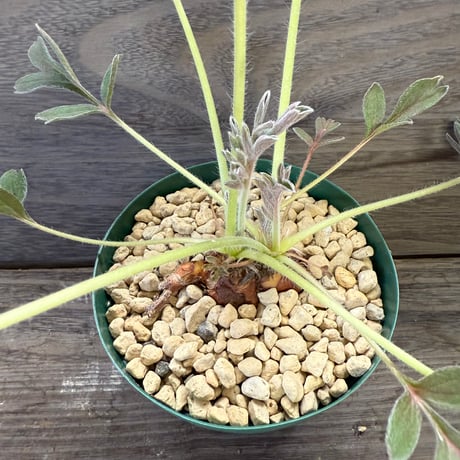 73、Pelargonium incrassatum