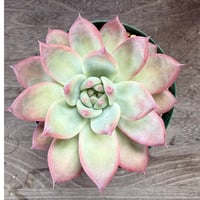 195、Echeveria lindsayana