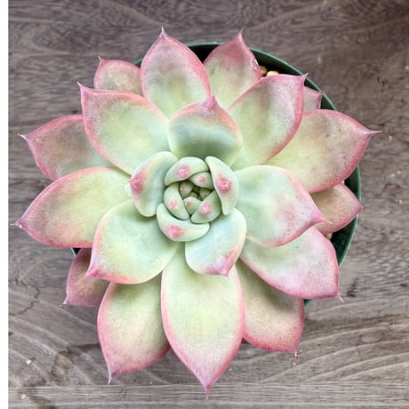 195、Echeveria lindsayana