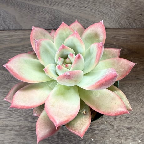 194、Echeveria lindsayana