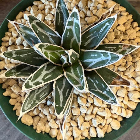 115、Agave 姫笹の雪