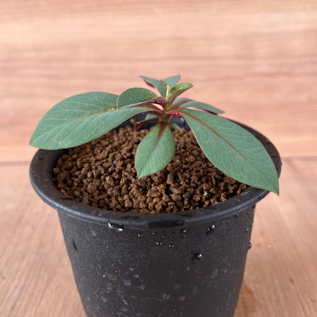 238、Monadenium aff.orobanchoides red leaves